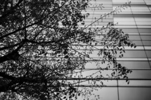写真作品