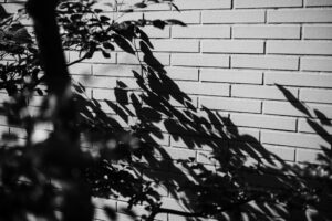 写真作品