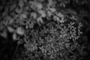 写真作品