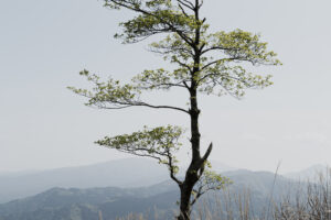 写真作品