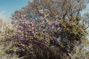 写真作品