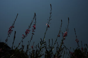 写真作品