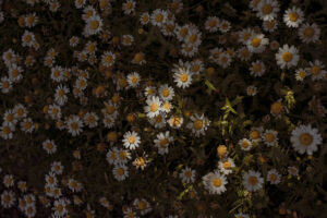 写真作品