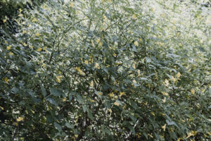 写真作品
