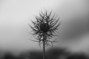 写真作品