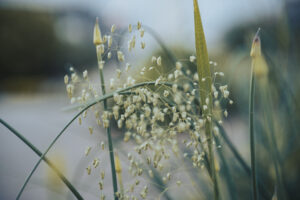 写真作品