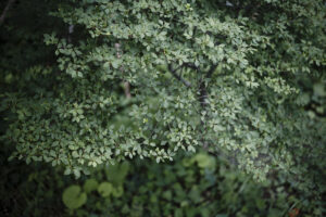 写真作品