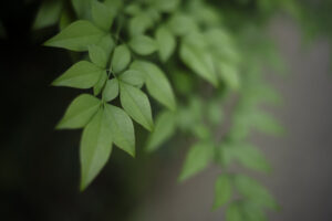 写真作品