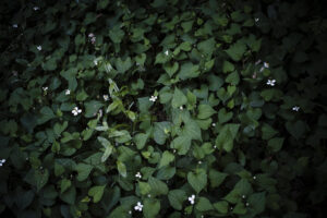 写真作品
