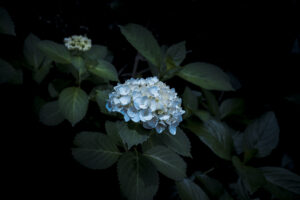 写真作品