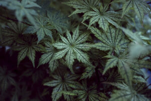 写真作品
