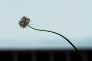 写真作品
