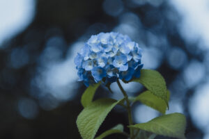 写真作品