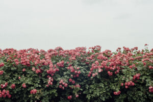 写真作品