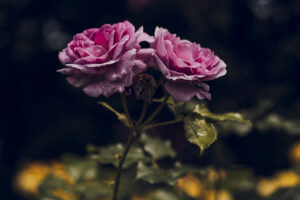 写真作品