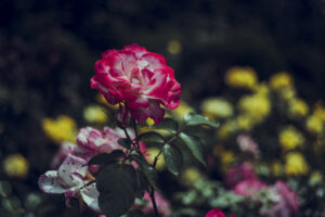 写真作品