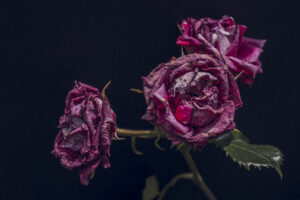 写真作品