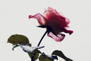 写真作品