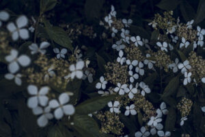 写真作品