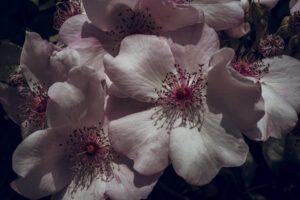 写真作品