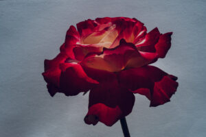 写真作品