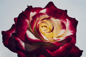 写真作品