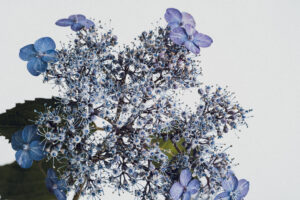 写真作品