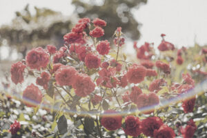 写真作品
