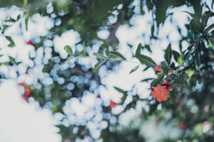 写真作品