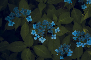 写真作品