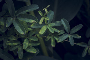 写真作品
