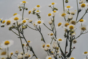 写真作品