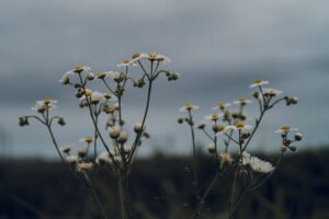 写真作品