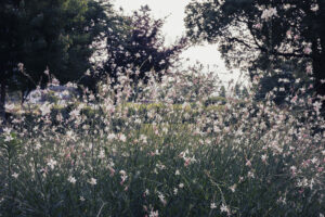 写真作品