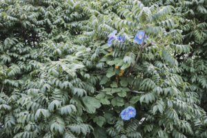写真作品