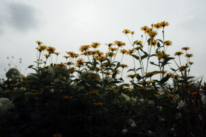 写真作品