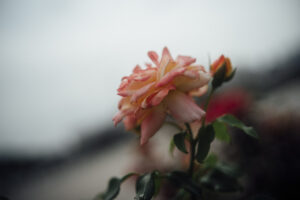 写真作品