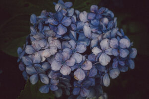 写真作品