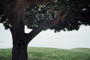 写真作品