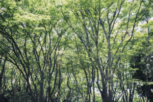 写真作品