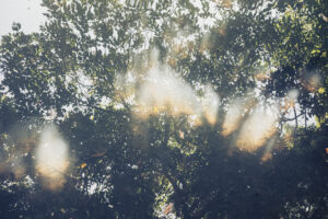 写真作品