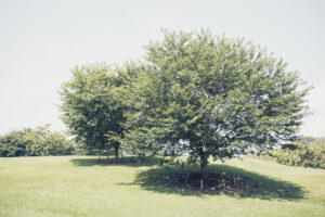 写真作品