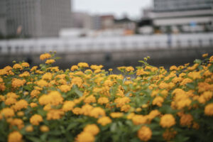 写真作品
