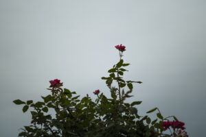 写真作品