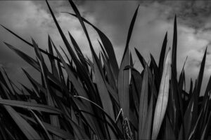 写真作品