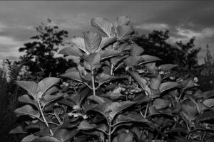 写真作品