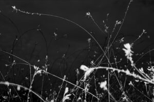 写真作品