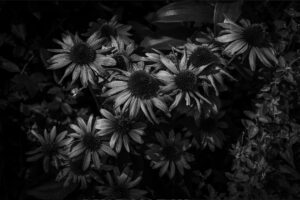 写真作品