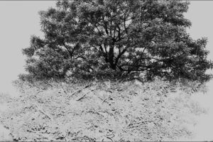 写真作品
