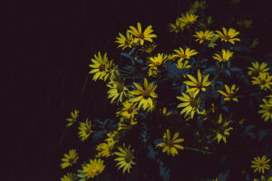 写真作品